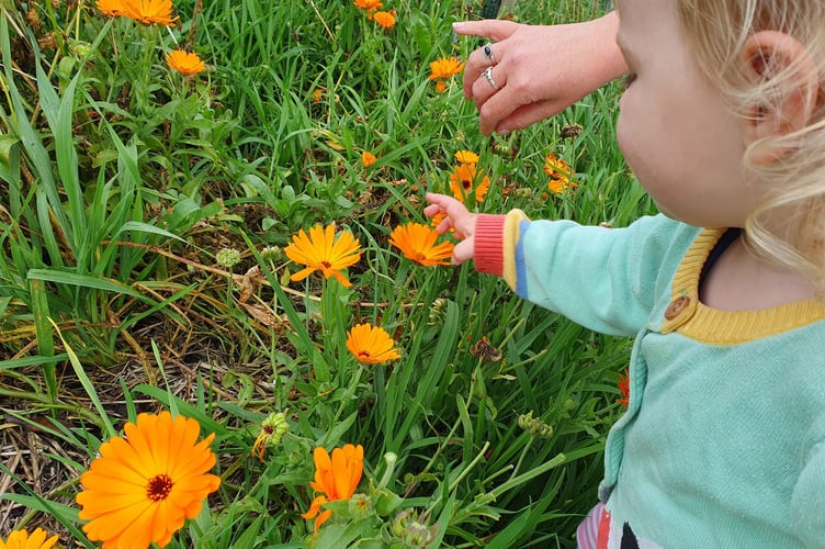 baby picking marigold - Common Flora