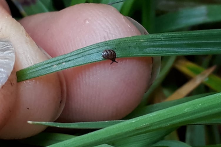 tiny snail - Common Flora