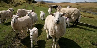 Police raise awareness on livestock worrying