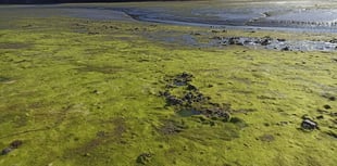 Nigel Mortimer | Spring around our estuaries – what will 2025 bring?