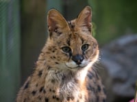 Dartmoor Zoo rescues serval Churchill