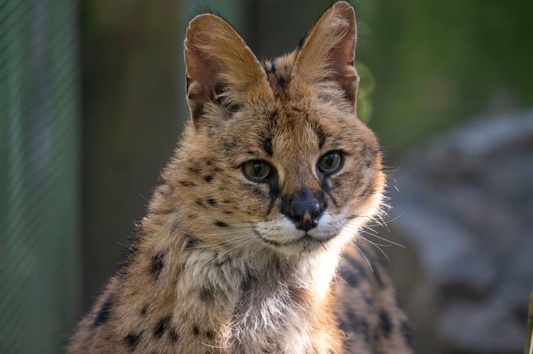 Churchill - Dartmoor Zoo
