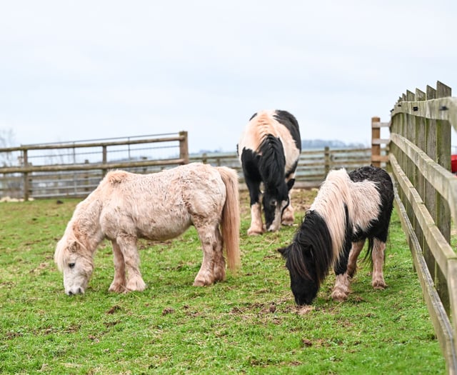 Mare and Foal Sanctuary Rescues Ponies