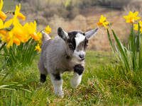 Devon farm names goat Daphne in fundraiser