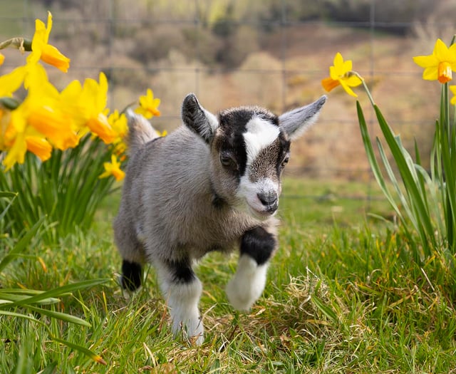 Devon farm names goat Daphne in fundraiser