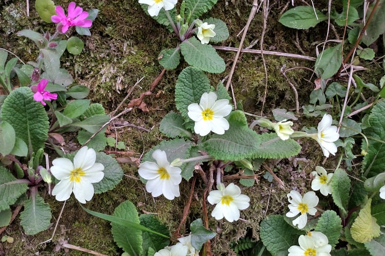 A splash of pink as a red campion flowers amidst the primroses. Fiona van Es