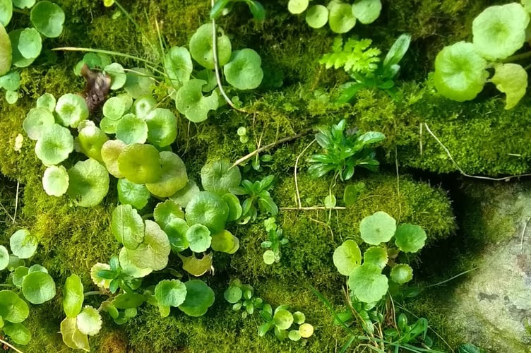 Navelwort, also known as Wall Pennywort. - Fiona van Es