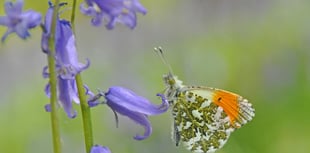 Spot 5 UK butterflies this Easter with family