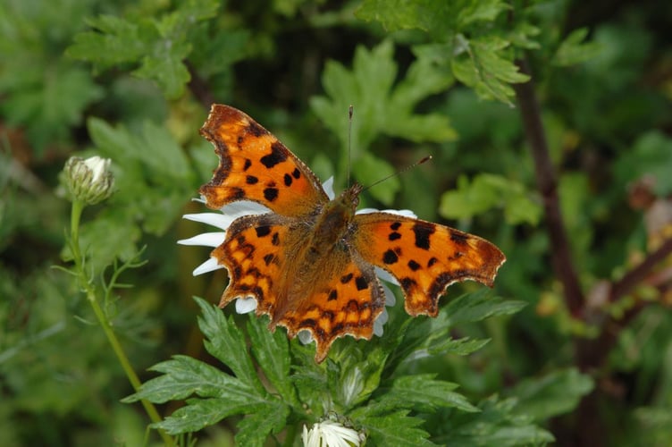 Comma