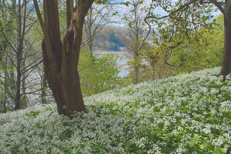 Wild Garlic James Miller
