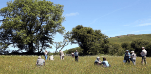 Search for wildflower meadow ‘hidden gems’ across Devon