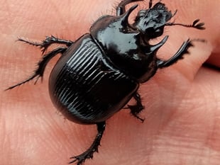 Fiona van Es | Big black beautiful beetles