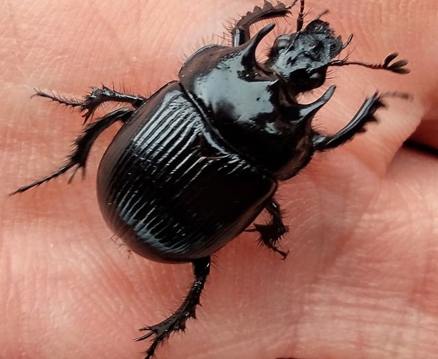 Fiona van Es | Big black beautiful beetles