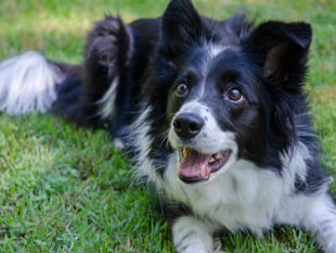 South Hams ranks third for dog owners in UK