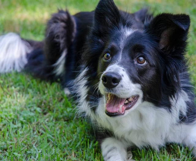 South Hams ranks third for dog owners in UK