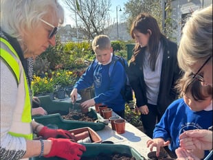 Sunflower competition for local schools
