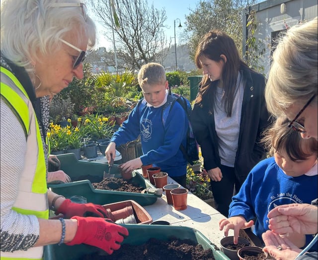 Sunflower competition for local schools