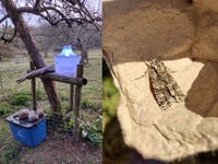  Nature Diary by Fiona van Es | Young hearts and curious minds