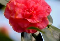 The beauty of the South Hams in readers pictures