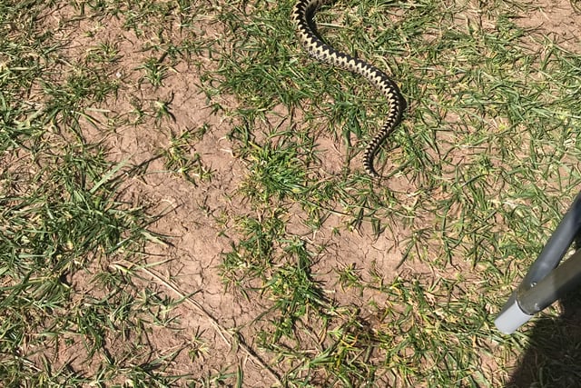 Woman warns after adder bite at Bolberry Down