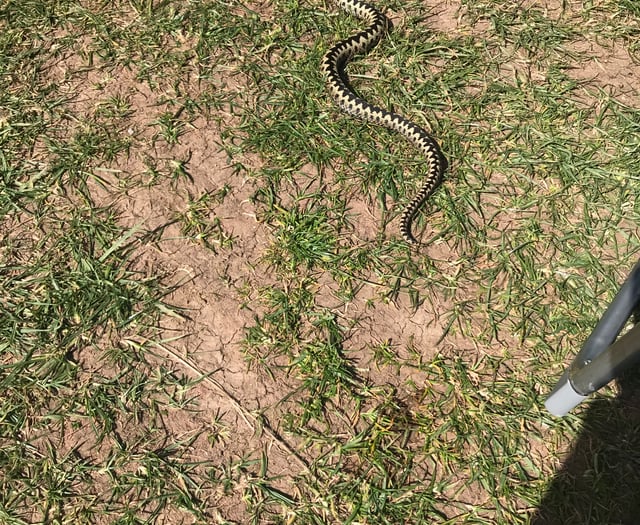 Woman warns after adder bite at Bolberry Down
