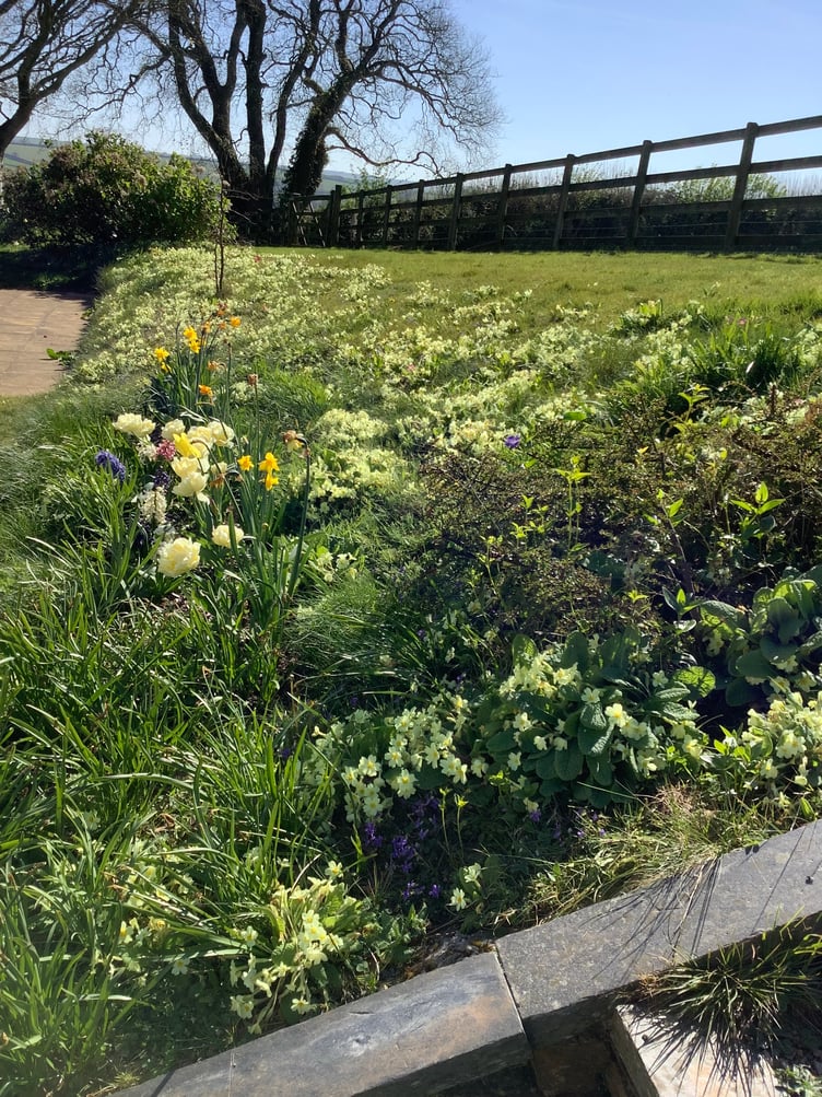 Primroses in ready for Easter - Susan Darke