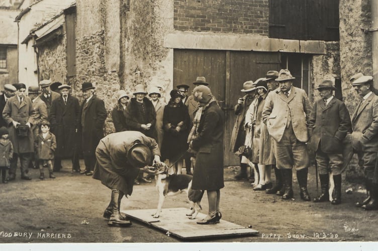 Modbury Harriers puppy show 1930. Vet examining a puppy.