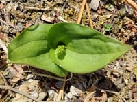 Fiona van Es | Winter’s labours yield spring return
