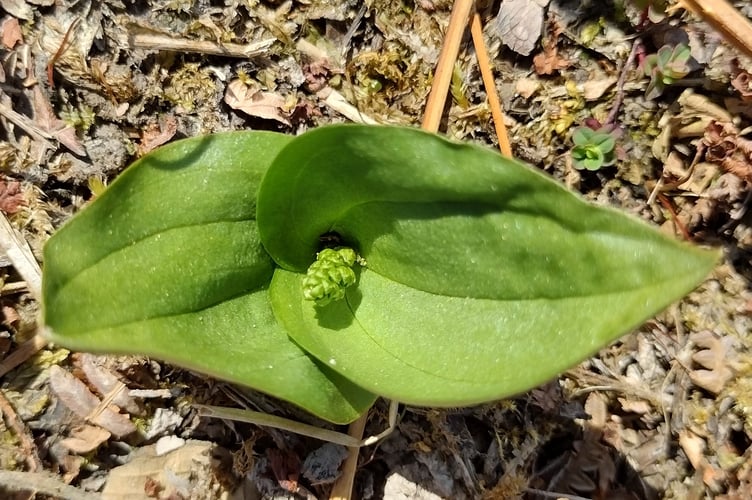 Twayblade orchid - Fiona van Es