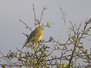 Join the dawn chorus at Wembury Point