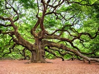 Caroline Snow | Protecting our ancient trees