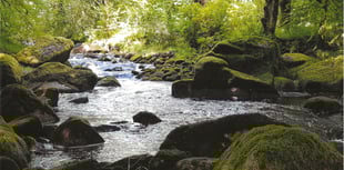 South Hams spring beauty captured