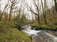 Woodland Trust seeks £2.8m to restore South Hams temperate rainforest