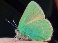 Fiona van Es | Blue sky, yellow gorse and bright green butterflies