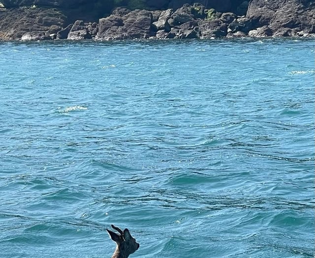 Deer rescued from sea 