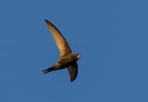 Caroline Snow | Swifts need our help