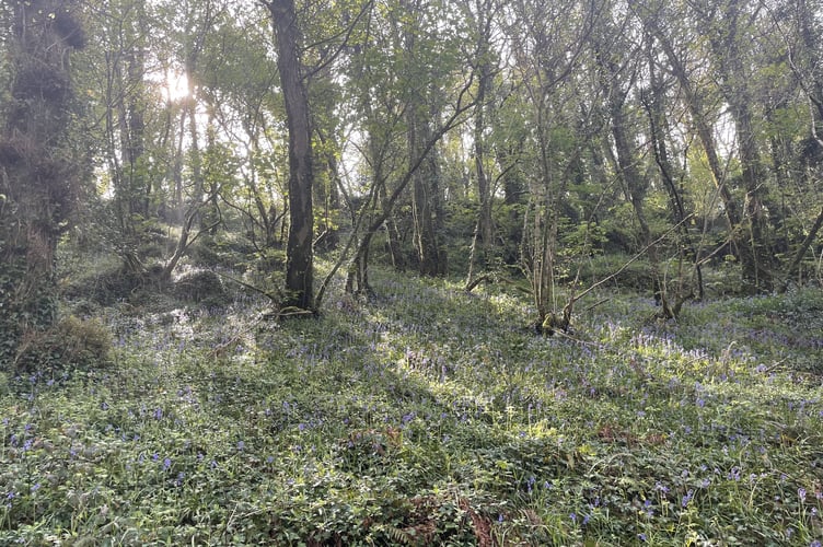 In the woods