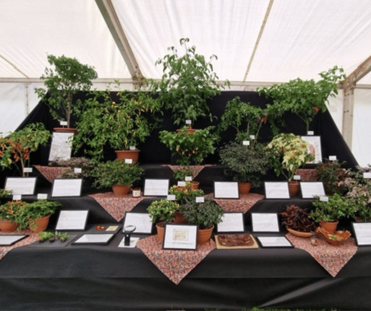 South Devon Chilli Farm RHS Malvern Display