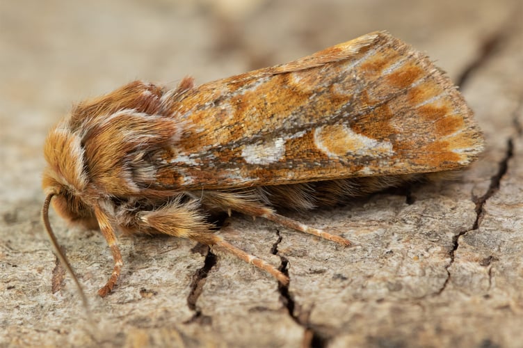 Pine Beauty - Panolis flammea - Geoff Foale