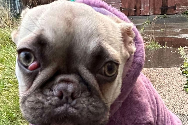 Pip the French Bulldog puppy.