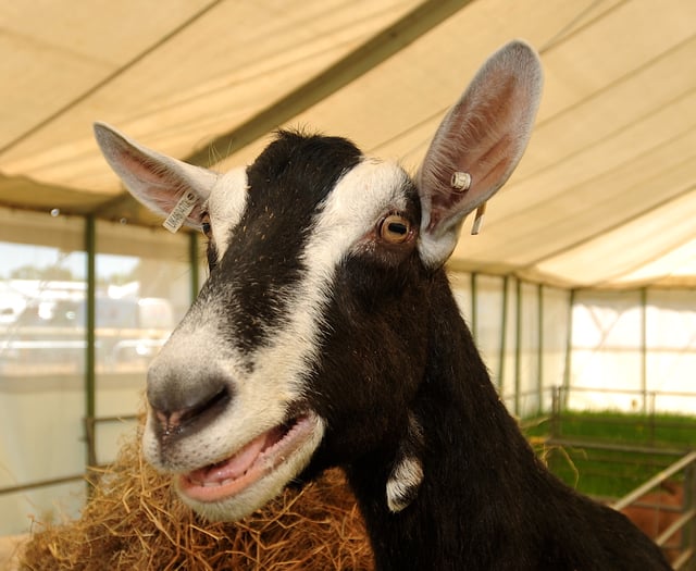 It's nearly showtime for Devon County Show