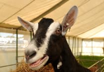 It's nearly showtime for Devon County Show