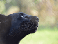 Devon and Cornwall Police reveal big cat sightings