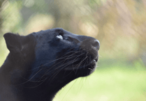 Police FOI uncovers wild cat claims