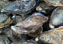 Caroline Snow | Restoring oyster reefs around our coasts