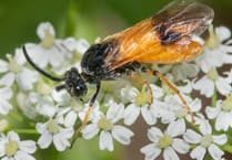 Nature Diary Geoff Foale | Rare orchids return but struggle