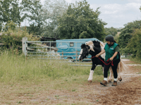 Pony with collar embedded into skin starts new life at rescue centre
