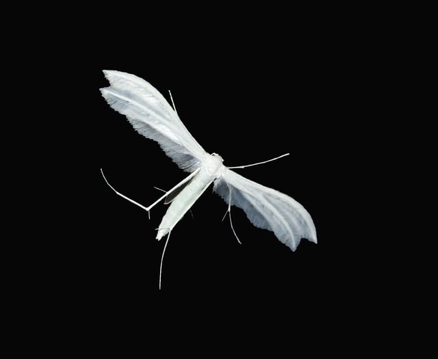 Caroline Snow | Protecting our summer nights for night-flying insects