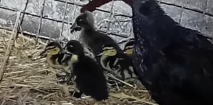 Ducklings saved after hit and run