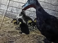 Ducklings saved after hit and run